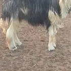 فحل نجدي مشروط الانتاج والقريع وشياه نجد