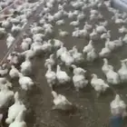 دجاج لاحم اوزان 1200جرام