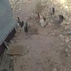 دجاج بلدي نضيف شرط بياض ا