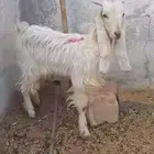 البيع تيس عمرا 3شهوره ونص حد 750