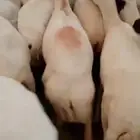 يوجد لدينا ضأن رفديات دفيع وليد الموقع جيزان