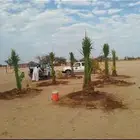 السلام عليكم ورحمه الله وبركاته يوجد لدينا جميع انواع النخيل