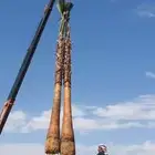 نخل واشنطني امريكي ابو مروحه