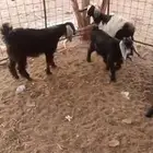 جفار طيبات