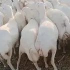 ضأن رفيديات طيبه قريب مرحه وحد