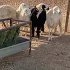جذعات حريات ونجديه