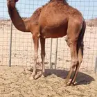 للبيع قعود وبكرة