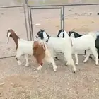 معزه مضاريع