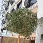 يوجد لدينا شجر الزيتون المعمر والمثمره مع التوصيل والزراعه