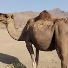 للبيع ناقه قريب ولد