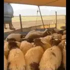 ذبايح خرفان ورخال شيناهي