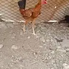 اعراض لكم دجاج