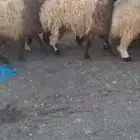 جذعات نعيمي ( تم البيع)جرم وشي فاخر