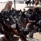 فراريج فيومي شبابي وذهبي