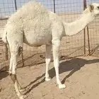 افلح من ذكر الله وصلى على النبي اعرض لكم قعود لباني