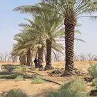 السلام عليكم يوجد لدينا جميع انواع النخيل