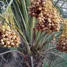 مجود لدينا عدد شغلات النخل تصفيه التمر
