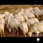 ضأن قريب للبيع العدد 70رس