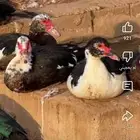بط مصري للبيع