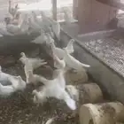 للبيع حمام جملة