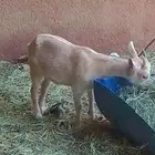 ماعز قزم ثنيه مقرعها تيس قزم البيع على السوم
