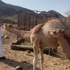 قعود عمره 8 شهور