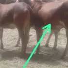 سره عبيده