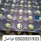 بيض سمان للبيع