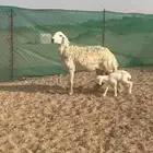 غنم حريات رخال طيبه صنف صنف طيبه