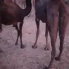 بكره وقعود علا حليب اماتها