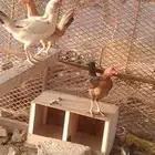 اربع دجاج بلدي بياض