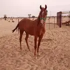 مهره شعبيه