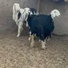 شياه نجد صنف اصنف