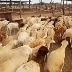كباش دنكلي مرباء فل