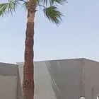 تكريب نخيل وإزالة النخيل وقص ونقل أشجار ونخيل وتنسيق حدائق