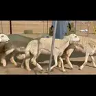غنم حريات رخال جنب رخال طيبه صنف