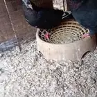 للبيع جوز قلابي
