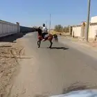 حصان فحل العمر 4 ونص بدون اوراق