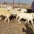 غنم حريات طيبه غنم صقر سنه تبارك الرحمن