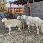 للبيع فحول حريات