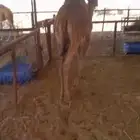 حوار طيب