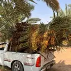 السلام عليكم ورحمة الله وبركاته يتوفر لدينا نخيل عربي مثمر