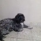 كلب نوعيه فاخره ونظيف مره