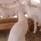 أضاحي