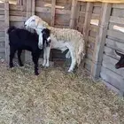 خروف حري سديس شبب