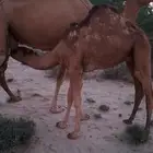 قعود ساحلي لباني عمره حوالي 6 اشهر