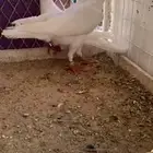 زوج بغادنه معاكيف مستوي نفاخ كرنقو ومالتيز