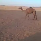 جذعه صفرا وعليها جميع الشروط