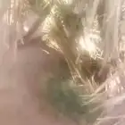 فروخ تخيني