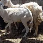 نعاج مضريع العد 2 السن سديس